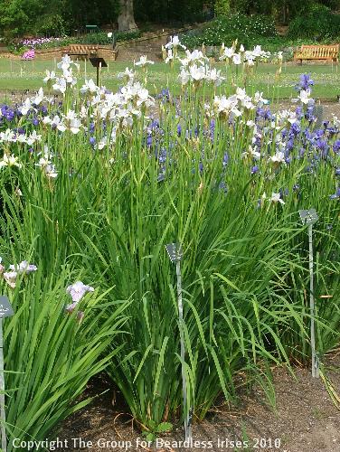 zSibirica general view 4